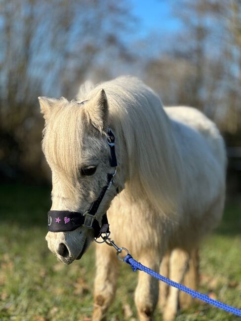 Welsh Pony, Niklas , Pferd kaufen, Issum, Abbildung 5