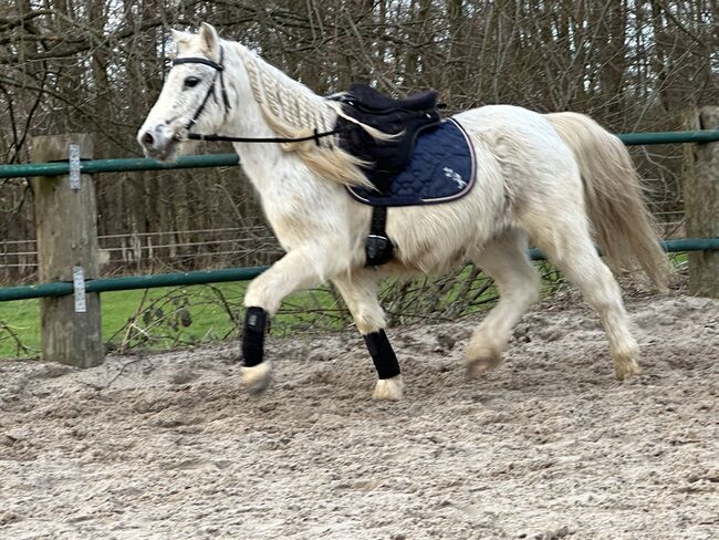 Welsh Pony, Niklas , Pferd kaufen, Issum, Abbildung 2