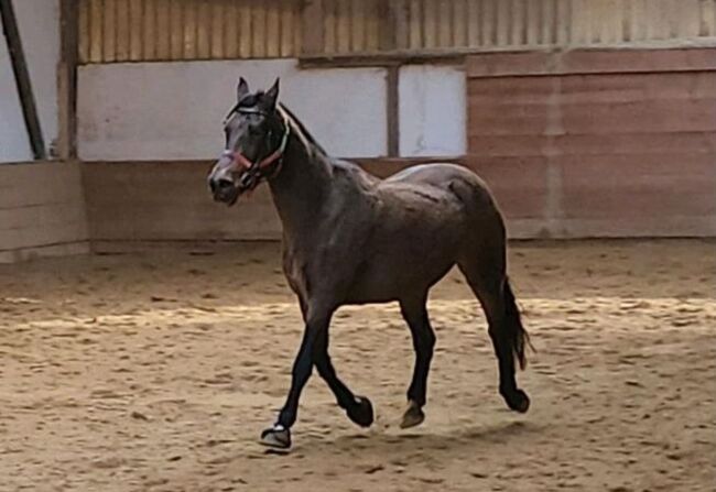 Westfalenstute 19, Deutsches Reitpony 18, Birgit, Pferd kaufen, Senden