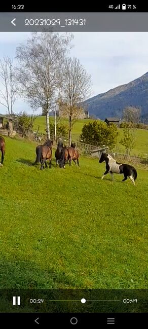 Winnetou sucht, Christiane Nothdurfter , Pferd kaufen, Bramberg Am Wildkogel, Abbildung 3