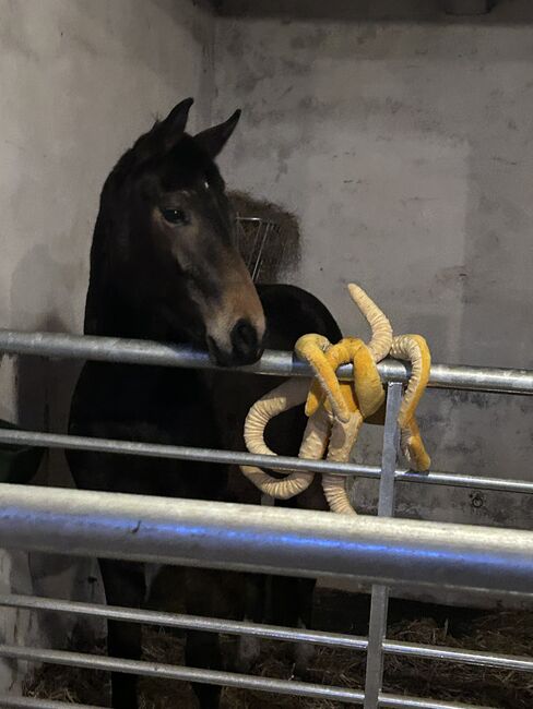 Wunderbarer 2 jähriger Oldenburger Wallach, Jessica  Kreuels-Kiefer, Horses For Sale, Dollart