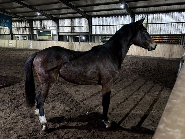 Wunderbarer 2 jähriger Oldenburger Wallach, Jessica  Kreuels-Kiefer, Horses For Sale, Dollart, Image 7