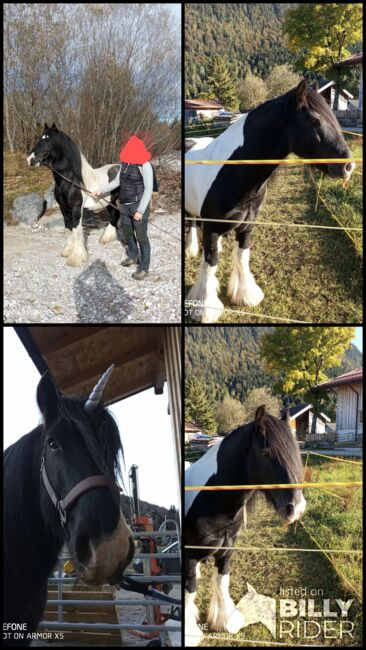 Wunder schöner Tinker Wallach sucht neues Zuhause, Maier Elisabeth, Pferd kaufen, Mittenwald, Abbildung 8