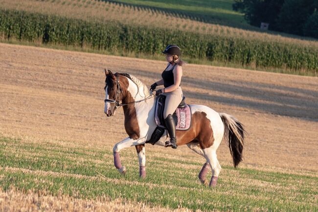 Wunderschöne 17 Jährige Stute, Laura Springer, Pferd kaufen, Nußbach 