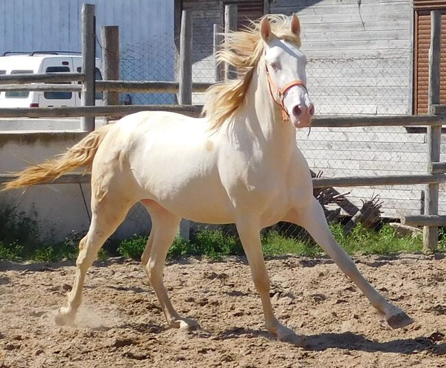 Wunderschöne tragende PRE Stute, Post-Your-Horse.com (Caballoria S.L.), Pferd kaufen, Rafelguaraf