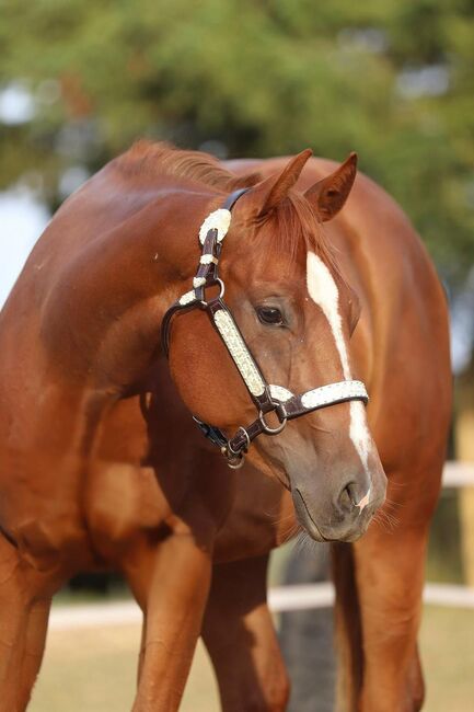 Wunderschöne, weit entwickelte Quarter Horse Stute mit excellenter Abstammung, Kerstin Rehbehn (Pferdemarketing Ost), Pferd kaufen, Nienburg, Abbildung 9