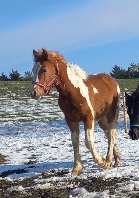 Wunderschönes Tinker Haflinger mix Hengstfohlen, Kaser, Pferd kaufen, Höhnhart, Abbildung 3