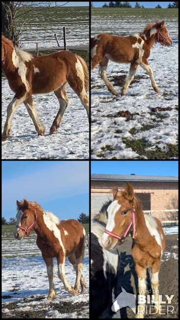 Wunderschönes Tinker Haflinger mix Hengstfohlen, Kaser, Pferd kaufen, Höhnhart, Abbildung 6