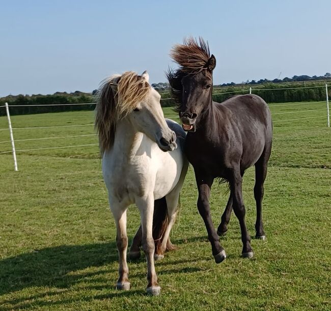 Jährling von Odinn vom Habichtswald, Marion Rethwisch, Horses For Sale, Nieblum, Image 11