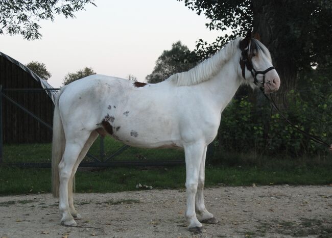 junger Wallach für den ambitionierten Freizeitreiter, Lucy, Horses For Sale, Wallern