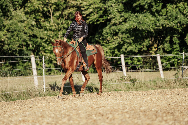 Jungpferdeausbildung, Erlangen-Höchstadt, Strong Together Horsetraining UG, Verena + Janina, Riding Lessons, Gremsdorf, Image 2