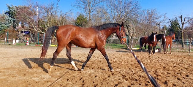 Junge Stute sucht besonderes Zuhause, Tina, Horses For Sale, Döbeln, Image 2