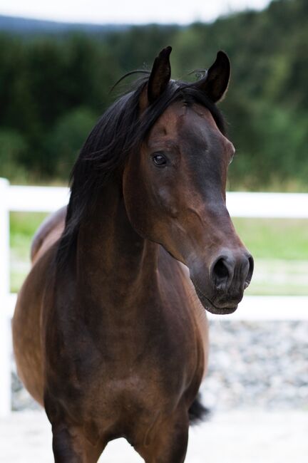 Zaner (polnischer Vollblutaraber), Bartik Martina , Pferd kaufen, Innernzell 