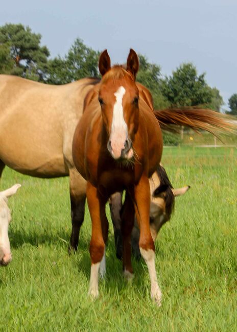 zauberhafte Quarter Horse Stute, Kerstin Rehbehn (Pferdemarketing Ost), Pferd kaufen, Nienburg, Abbildung 3