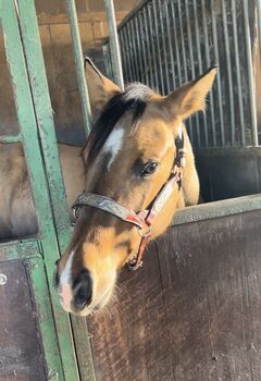 1,5 year old APHA mare, Faye, Pferd kaufen, Kortenhoef