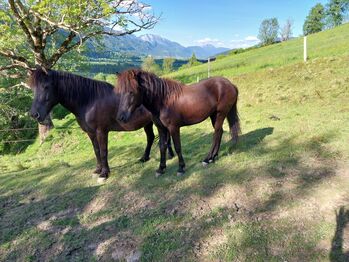1,5 jähriger Isländer Wallach