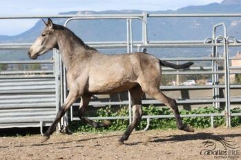 1,5 jähriger PRE Buckskin Hengst - direkt vom Züchter, Thomas Adams (Caballos PRE), Pferd kaufen, Bell
