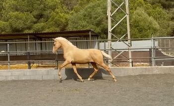 1,5 jähriger PRE Palomino Hengst