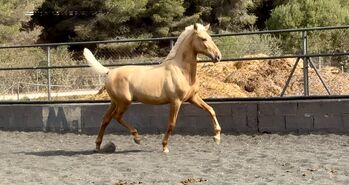 1,5 jähriger PRE Palomino Hengst, Thomas Adams (Caballos PRE), Horses For Sale, Bell