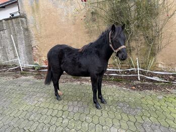 1,5 Jähriger Classic Pony Hengst zu verkaufen