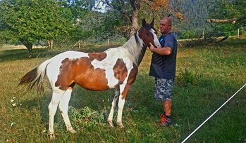 1,5 jährige Pintostute, Caro, Horses For Sale, Puchberg