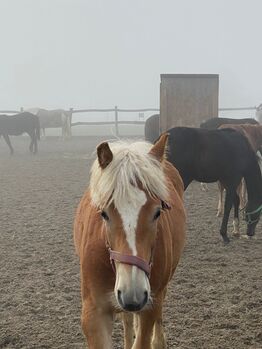 1Jähriger Haflinger Wallach