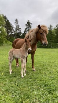 1 year old stallion - mother has 8.42 for Ridden Abilities