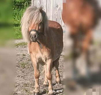 1 jarige shetlander hengst, Marije, Konie na sprzedaż, Eerbeek