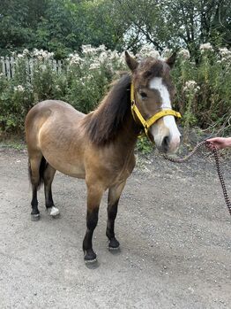 1 year old Dartmoor colt to make 13hh seen traffic well handled, Lauren Mills, Horses For Sale, Durham