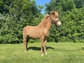 1 year old stallion - mother has 8.42 for Ridden Abilities, Martin Simonsen, Horses For Sale, Skanderborg
