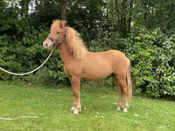 1 year old stallion - mother has 8.42 for Ridden Abilities, Martin Simonsen, Horses For Sale, Skanderborg