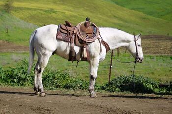 10 Yr Old Grey Appaloosa Gelding!