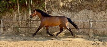 10 jähriger PRE Wallach - Freizeit/Familienpferd - ca. 1.60 m, Thomas Adams (Caballos PRE), Pferd kaufen, Bell