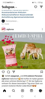 10 jährige bildhübsche Haflingerzuchtstute