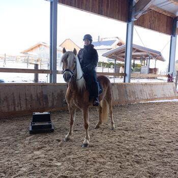 10 jährige bildhübsche Haflingerzuchtstute, Josef Fink, Horses For Sale, Schleedorf