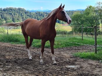 10-jährige Zuchtstute von Hochfein x Rubin-Royal, Jenny, Horses For Sale, Argenbühl