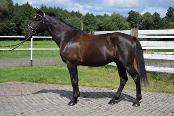 10j. Braver Wallach 1,67cm, ideal für Kinder und Anfänger