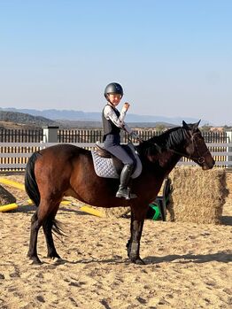 10Year Old School Master  Pony