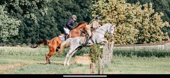 11 jähriger Wallach