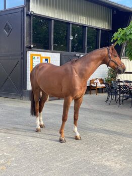 11 Jähriger Wallach für Freizeit, Springen, George Hanna, Horses For Sale, Schwerte 