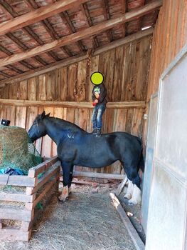 11-jährige Tinkerstute sucht ihr Für-immer-Zuhause, Virginie, Horses For Sale, Sankt andre worden