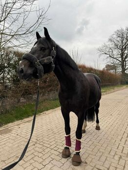 11 jähriger Oldenburger Wallach von Balou du Rouet, Sonja Gsteiger , Pferd kaufen, Niederwil