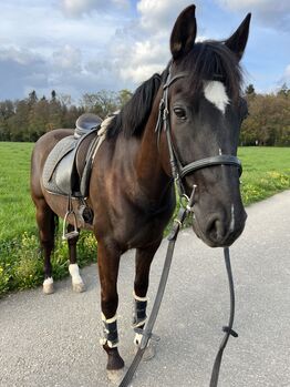 11-jährigen Spanier Wallach, Annika Schlöder , Horses For Sale, Wolfwil 