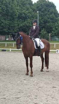 11 jähriger Wallach Dressur/Springen/Vielseitigkeit, B.M., Horses For Sale, Großheide