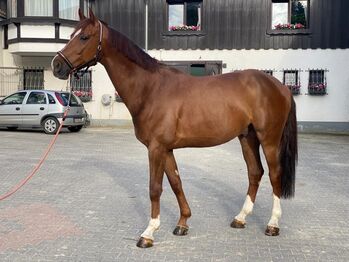 11 Jähriger Wallach für Freizeit, Springen