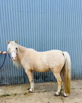 12.1hh stunning gelding