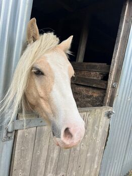 12.1hh stunning gelding, Charlotte , Horses For Sale, Great Yarmouth 