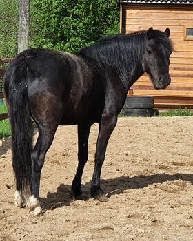 12.2hh dartmoor type, Sarah, Pferd kaufen, Glasgow