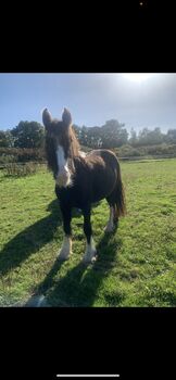 12.3hh cob mare for sale, Leah Strudwick, Konie na sprzedaż, Warminghurst