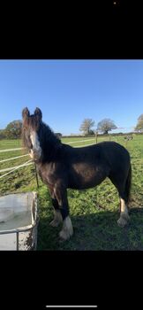 12.3hh cob mare for sale
